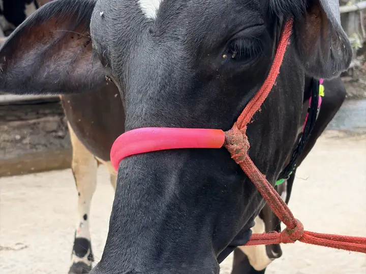 Holstein Friesian 1 की फोटो 1